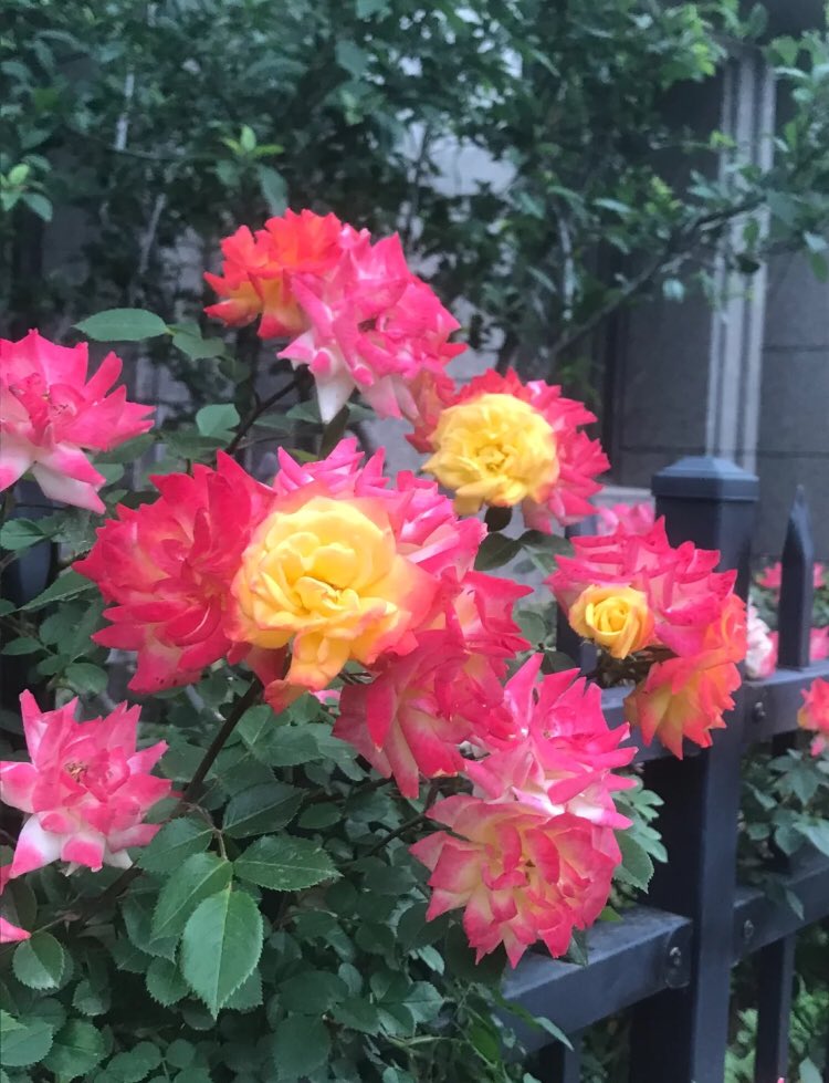 aline on Twitter "RT piinkifairy pretty flowers"