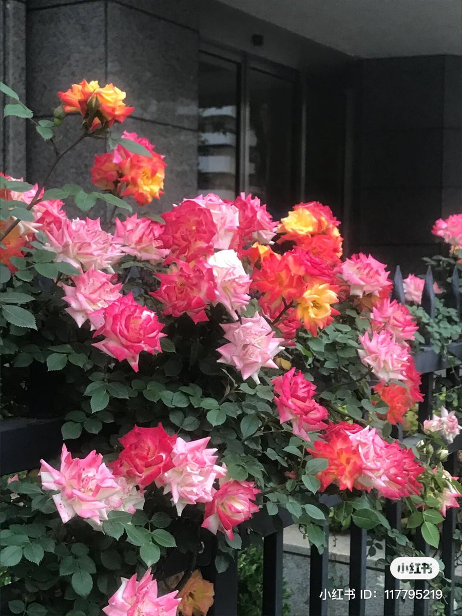 aline on Twitter "RT piinkifairy pretty flowers"