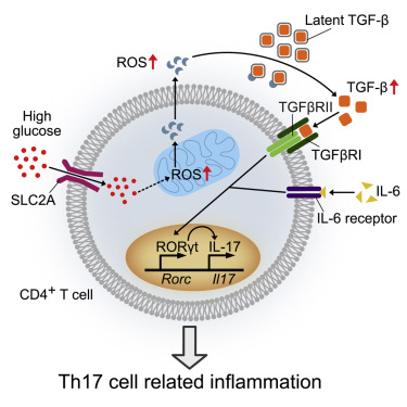 heniek_htw's tweet photo. High #Glucose Intake Exacerbates #Autoimmunity through Reactive-Oxygen-Species-Mediated TGF-β Cytokine Activation https://t.co/idbBzsLL7n