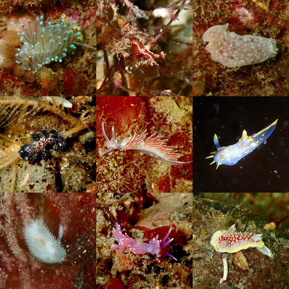 libbykeatley's tweet photo. Nudibranch-tastic dive in Portaferry with @philwilkinson71 https://t.co/4hIpRjvWGi