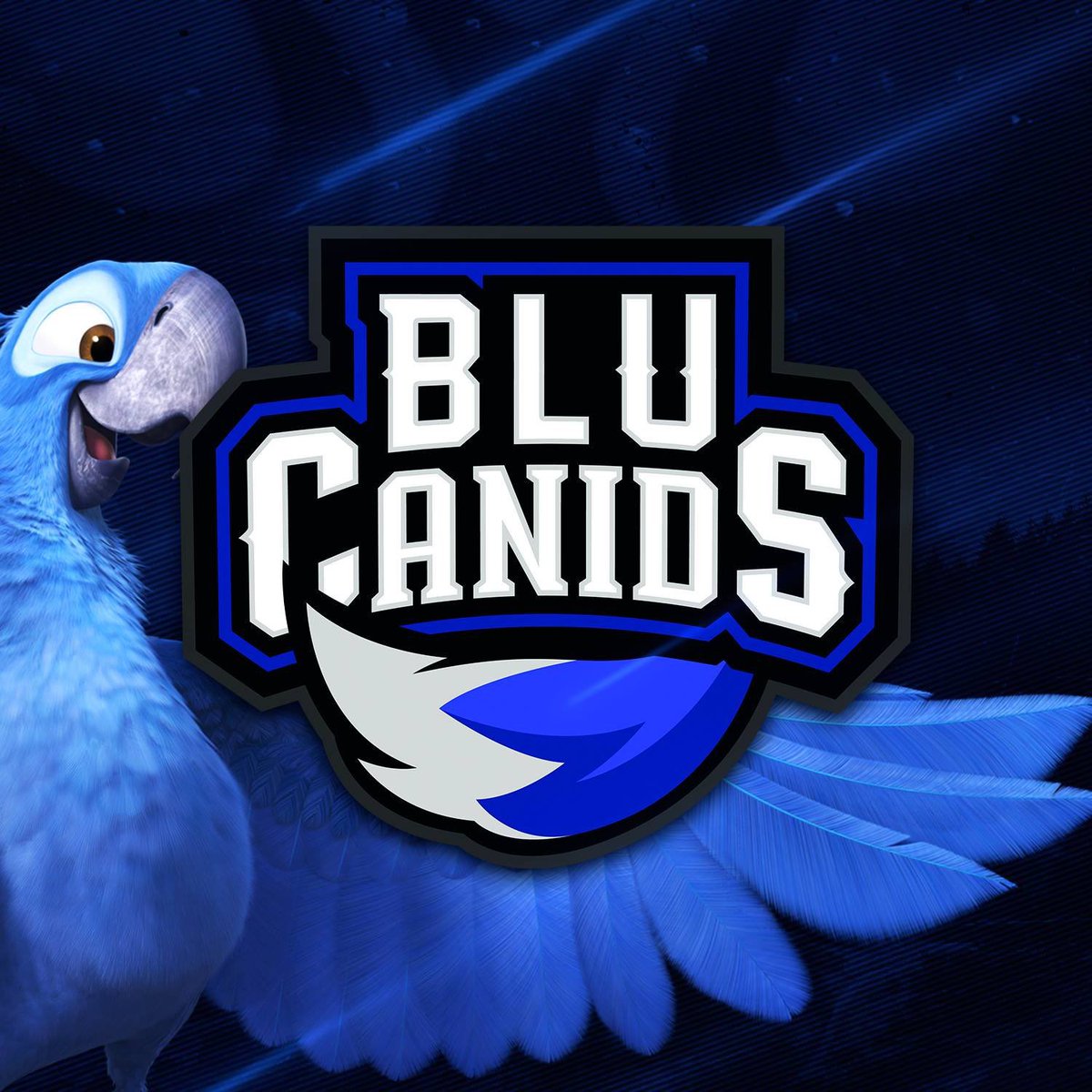 redzete's tweet photo. VAI TER BOOTCAMP SIM #AZULNaREDCanids #freeco #publi https://t.co/GtV8fWiqmk