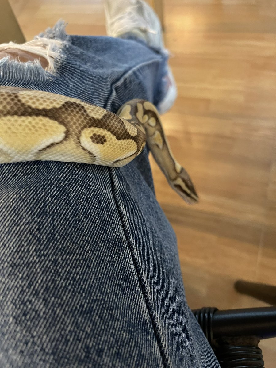 Pupufaifai's tweet photo. น้องมาริสา 🐍 https://t.co/tAewEubuT9