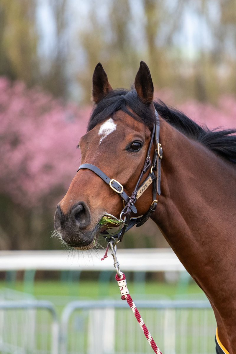 Christian Williams Racing tweet media