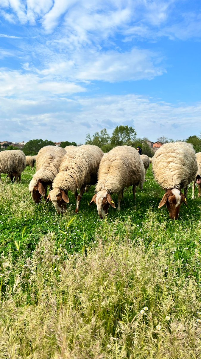 GM🐑🌾 happy sunday