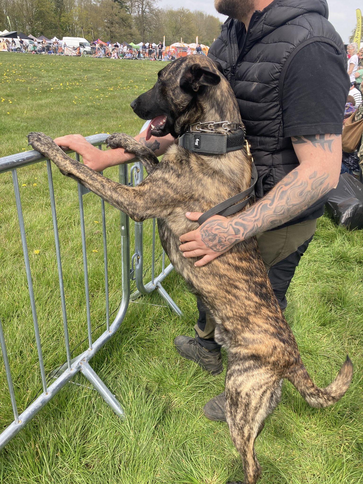 Brindle malinois 2025