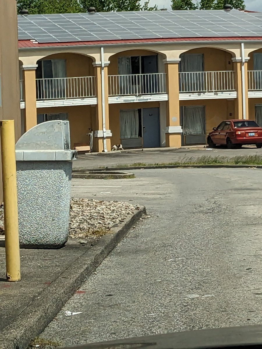fooliofeller's tweet photo. POV you're in a Hardee's drive thru and you see the local motel cat https://t.co/ui7Fpb4WTI