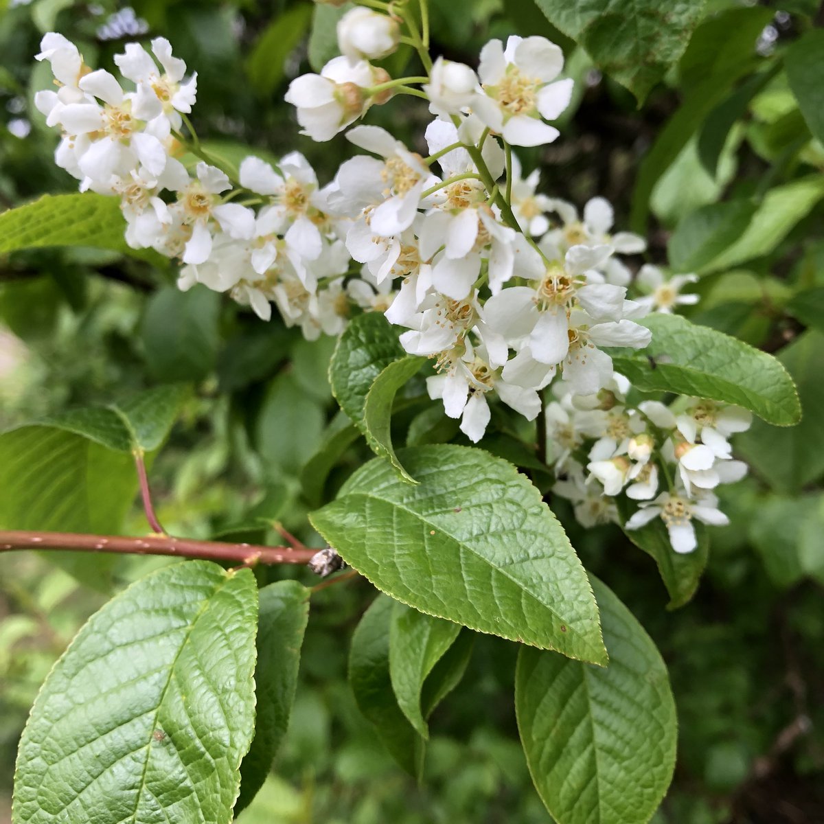 Fascinating NWDG visit to Cashel Forest on Friday, much discussion of productive management approaches on a minimal budget. Tantalising glimpses of a long woodland history yet to be unravelled. Huge thanks to our hosts for a thought provoking visit.