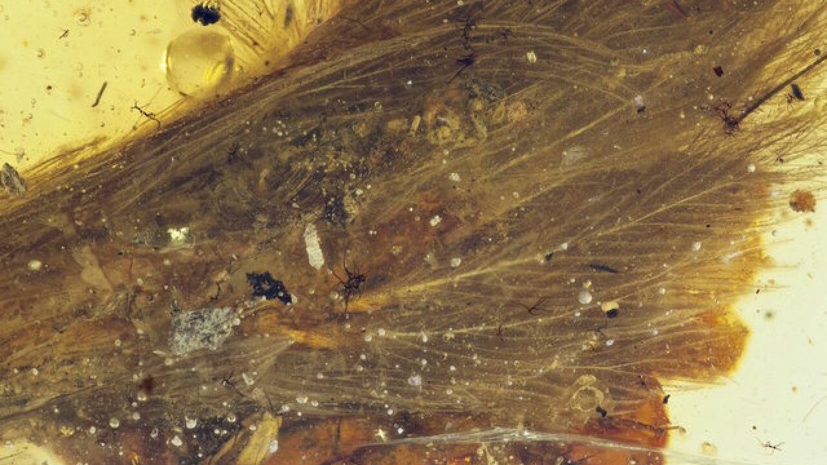 PoetIrrational's tweet photo. my heart she yet dies
fading beats grown cold and still
mired in amber

#vss365
#haiku

Photo by: Royal Saskatchewan Museum https://t.co/GRKIMWlvKD