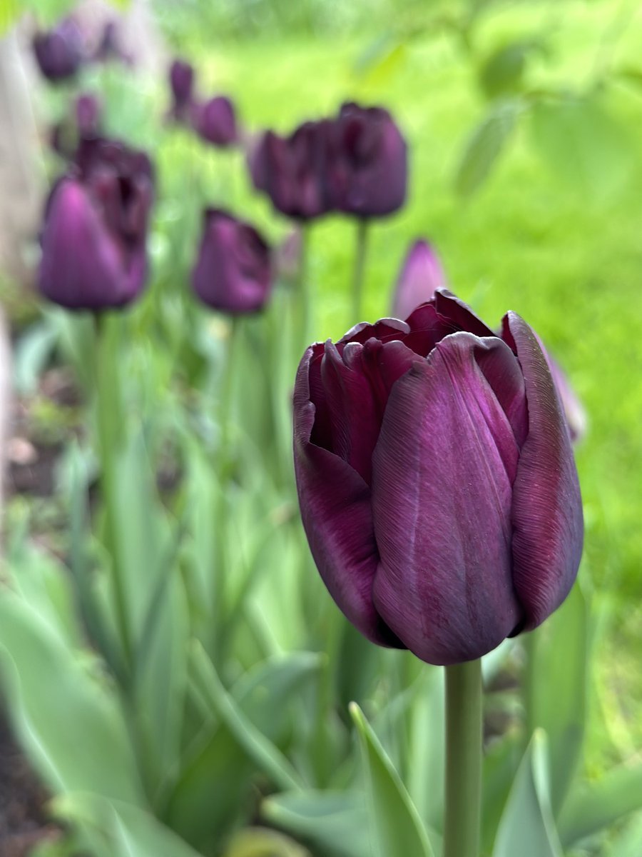 ‘Queen of the Night’ brightening up my garden this spring #tulips #flowerreport #QueenOfTheNight #springflowers
