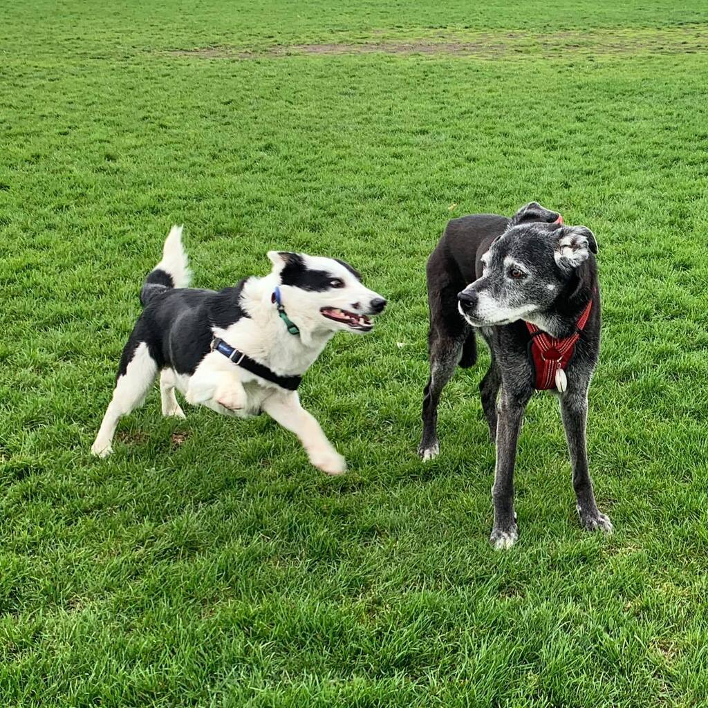 bocooreo's tweet photo. Just having some fun with Charlie! He chased me around today. He doesn’t usually, but it’s great!

@bocooreo #oreobw #bordercolliesofinstagram #bordercollie #dogsofinstagram #puppy #oreo #ottawadogs #puppies #dogbro #dogbrothers #playtime #chase https://t.co/6mbYv4kNSt https://t.co/rHv4T8RFN9