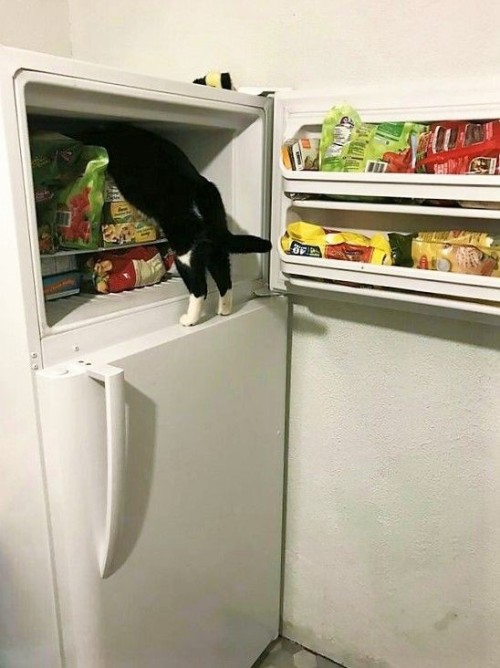 Dont Show Your Cat tweet media