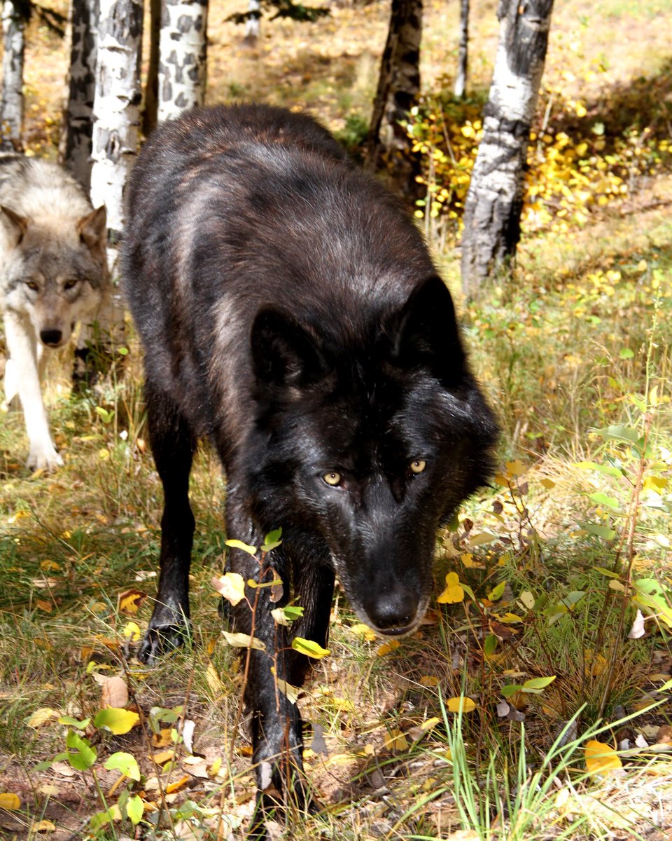 Can you guess which 2 wolves are in this photo? 
#throwbacksunday #wolf #wolves #fox #foxes #coyote #coyotes #cwwc #coloradowolfandwildlifecenter #conservation #education #preservation #savewolves #wolfsanctuary #wild #wildlifesanctuary #nonprofit #donate #colorado #AZA #visitus