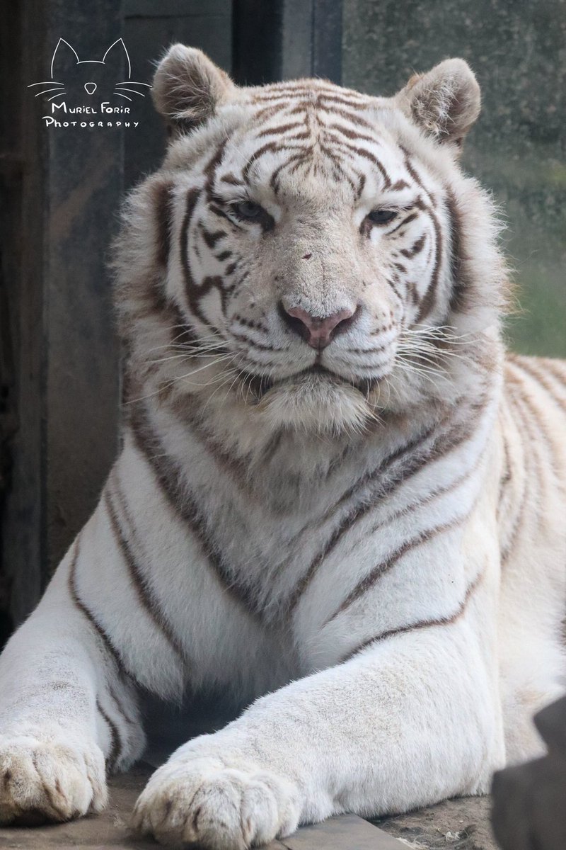 MurielFPhotos's tweet photo. White tiger #pairadaiza https://t.co/2e23B5Dth3