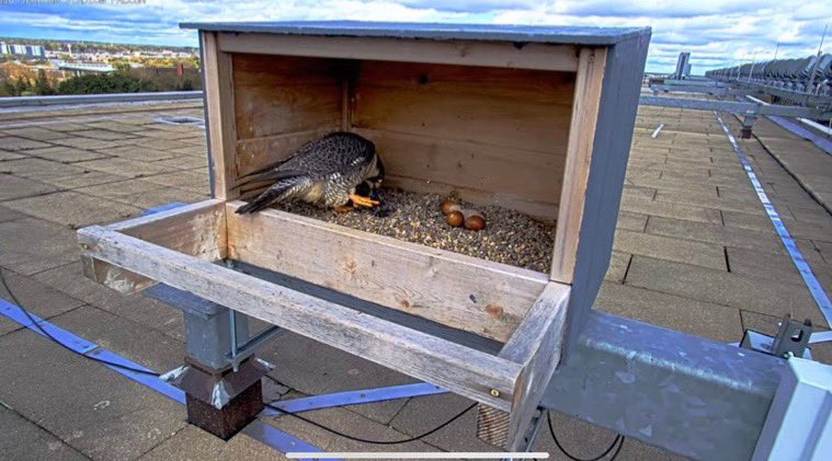 MSU FW Club tweet media