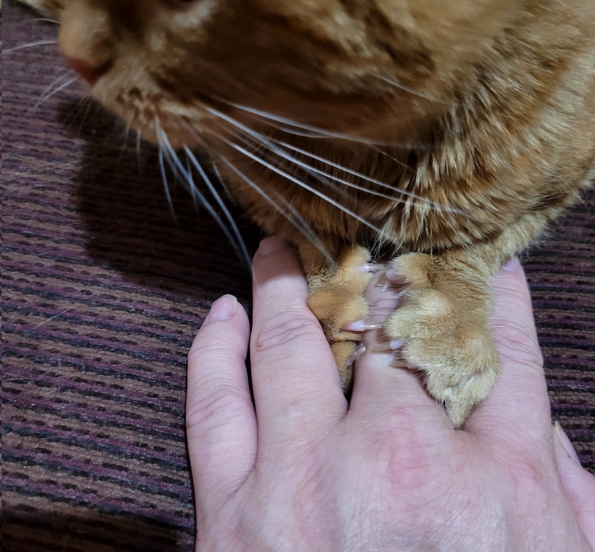lynnslagle42's tweet photo. Imma holds moms hand for purrtection #cerebellarhypoplasia #chlove #wobblykitty #chkitty #louiepatchouliblue #smallboi #smallboi #edgarsfamily #gahsocute #powerofcute #hisface #helpmehiscutenesshastakenhold #alwaysgrumpy https://t.co/7t2S0E63aB
