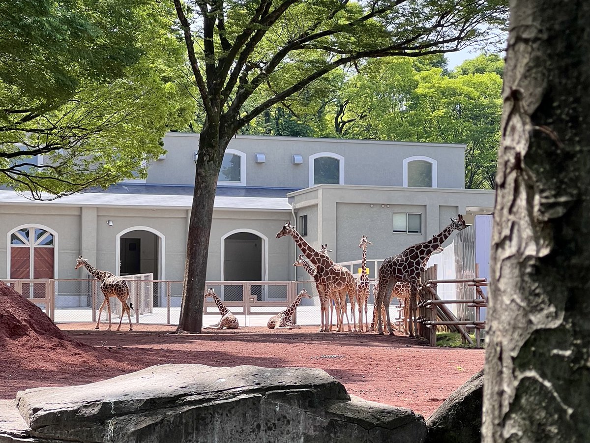 animaria1208's tweet photo. 多摩動物公園は自然がいっぱいで、とても居心地が良かったけれど、あまりの広さと暑さにアフリカ園だけで力尽きてしまい、他のエリアは泣く泣く断念🫠

家に帰って調べたら上野動物園の約4倍、東京ドーム11個分の広さだったらしい…（納得😬
#Mariaの日常 #多摩動物公園 https://t.co/ZzR8VwHBWA