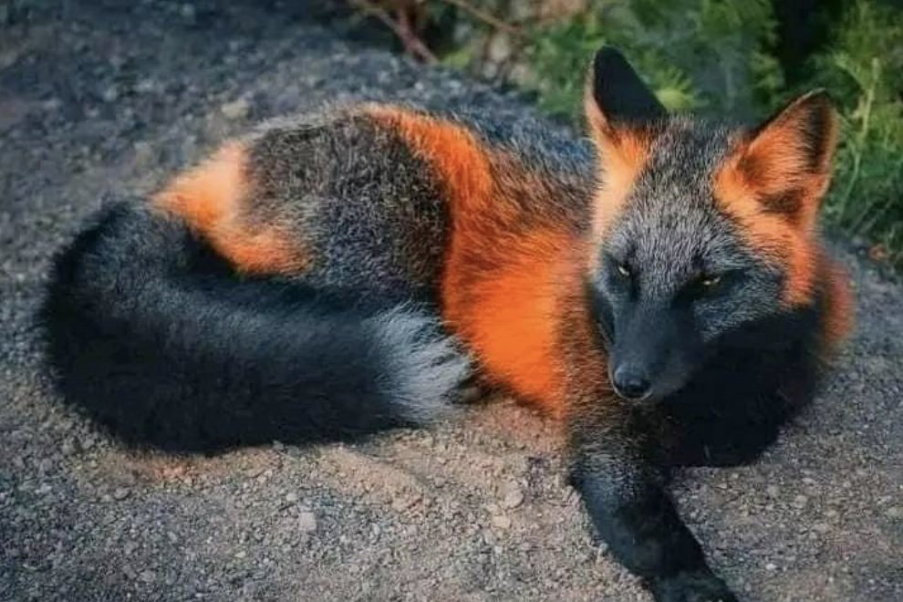 RT @jimrosecircus1: The fire fox is one of the rarest animals in the world. https://t.co/MKR32s5U8m