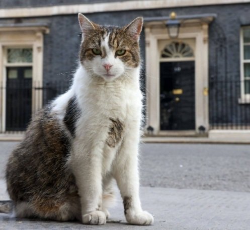 TreasuryMog's tweet photo. #NationalTabbyDay wouldn't be complete without a special mention for my best pal Larry @Number10cat The top tabby and the GOAT. https://t.co/5S39kmjRQu