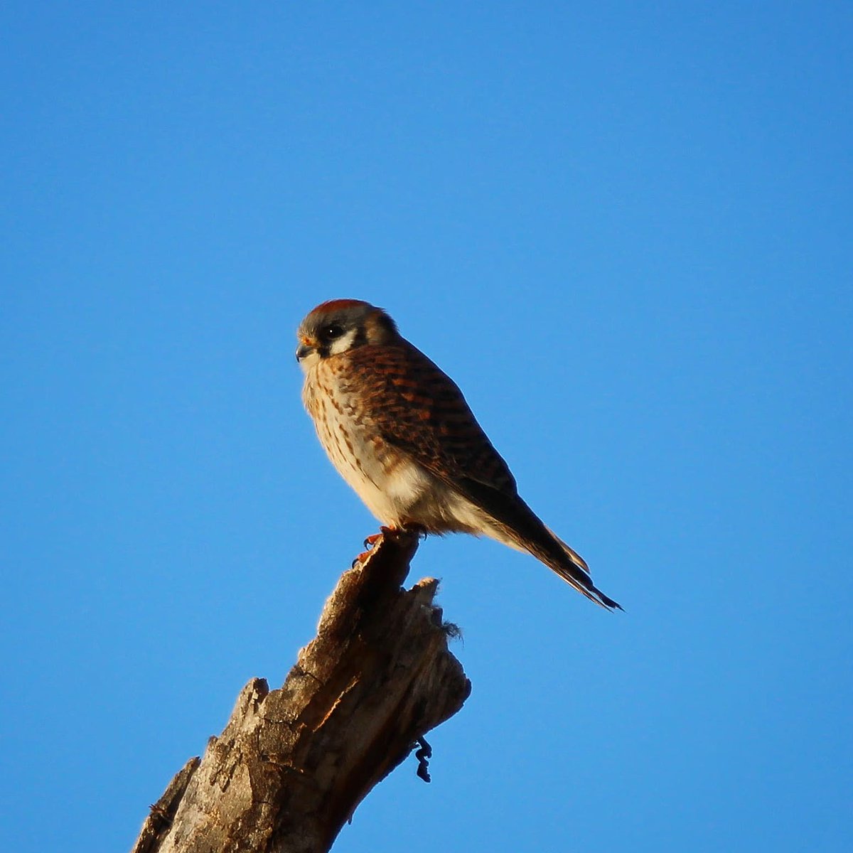 FeathTreasury's tweet photo. American Kestrel 

04-29-2023

#americankestrel #falcon #kestrel #raptor #birdofprey #minnesotabirds #minnesota #birds #birdphotography #featherytreasury #mnbirds #birdpics #canon #canonphotography #canonrebelt7 #sigmalens #bird_lovers #birdwatching #birding https://t.co/TupCMEv950