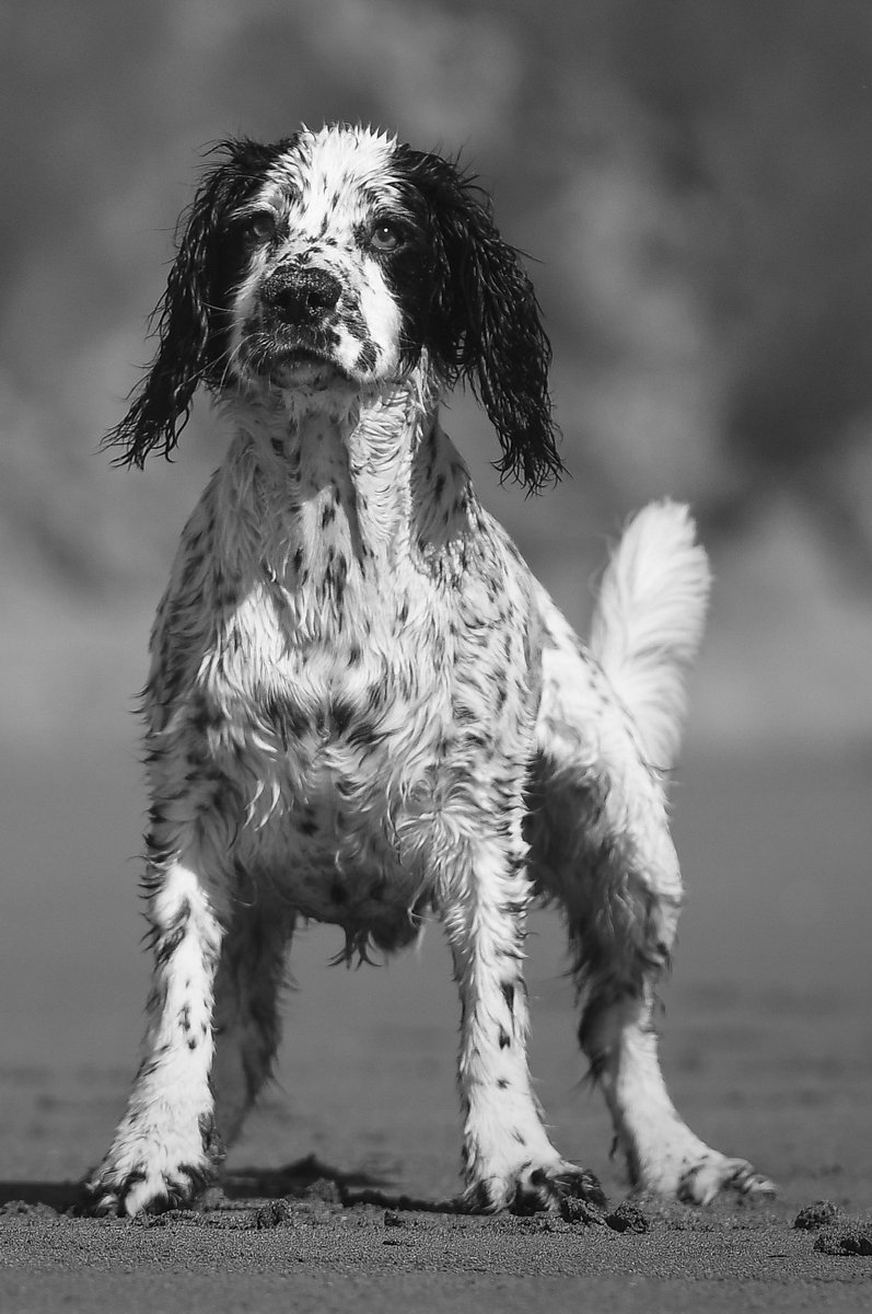 Abi Hall (@abijhall) on Twitter photo Thank you <a href="/LangfordVets/">Langford Vets</a> for looking after our special Max over these last few days. You’ve been amazing and now our work begins! Thank you <a href="/LangfordVets/">Langford Vets</a> for looking after our special Max over these last few days. You’ve been amazing and now our work begins!