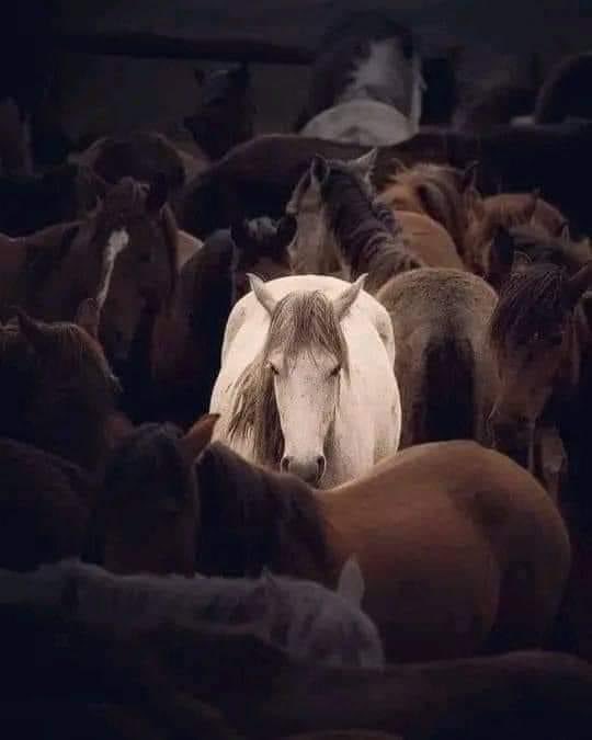 WwaaffaaWafa's tweet photo. يقول شمس الدين التبريزي : 
"إن المرء مع من لا يفهمه سجين." 

ويقول  جورج أرويل في رواية له:
" ربما لم يرغب المرء في الحب ، بقدر رغبته في أن يفهمه أحد."🤍 

ويقول الكاتب  أحمد خالد توفيق :
"أعتقد أن شقاء الإنسان ينبع من مجالسته لمن لا يفهمه ، بل ويسيء فهمه باستمرار ، إن شقاء الإنسان لا ينبع من كونه لا يجد صحبة  بل من كونه لا يجد الصحبة المناسبة."
ولذا فإن وجود شخص تستطيع أن تخبره بما يجول في داخلك بدون أن يسيء فهمك ، هي أعظم نعمة ممكن أن تحصل عليها."