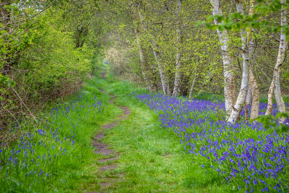 andrewswalks's tweet photo. Paths in a bluebell wood today #Bluebells https://t.co/eSRianTFuM