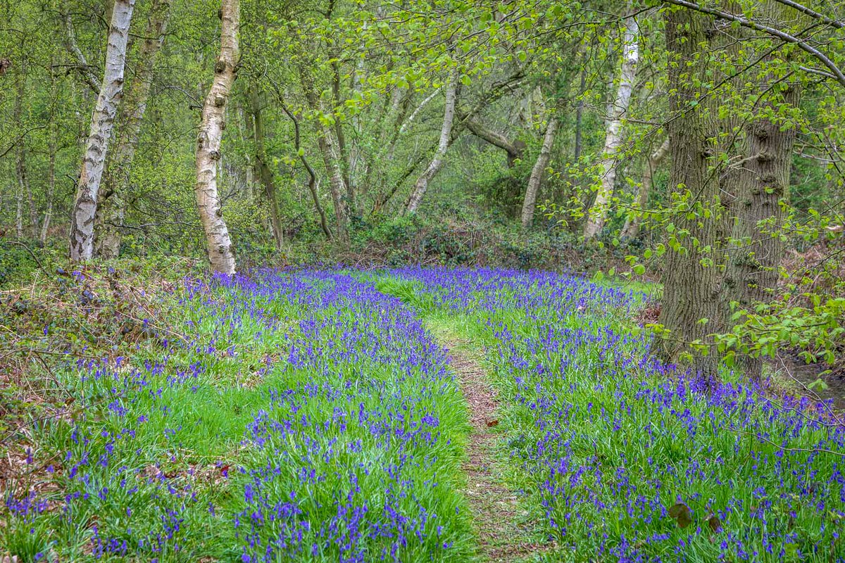 andrewswalks's tweet photo. Paths in a bluebell wood today #Bluebells https://t.co/eSRianTFuM