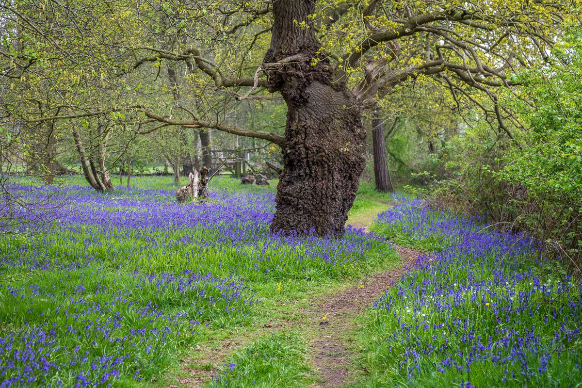 andrewswalks's tweet photo. Paths in a bluebell wood today #Bluebells https://t.co/eSRianTFuM