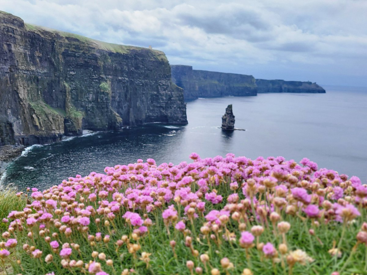 In the last week or so, Sea pinks (Armeria maritima) are taking over the fringes along the Cliffs of Moher 😍
County Clare, Ireland.

Cormacscoast.com Walking tours 

#cliffsofmoher #seapinks #Ireland
