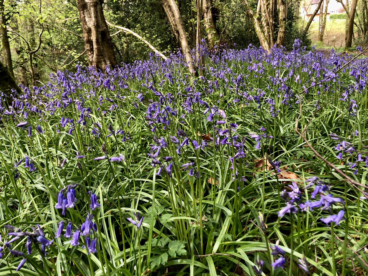 Can’t beat a walk in the woods when bluebells are blooming 😍#Bluebells #flowers #walkinthewoods #nature #beauty #sundayvibes