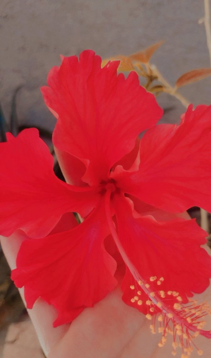 ⠀

أني وردة حمرا شَكلي جَميل
يا محَلى جمالي لَمن أميل .. ❤

⠀