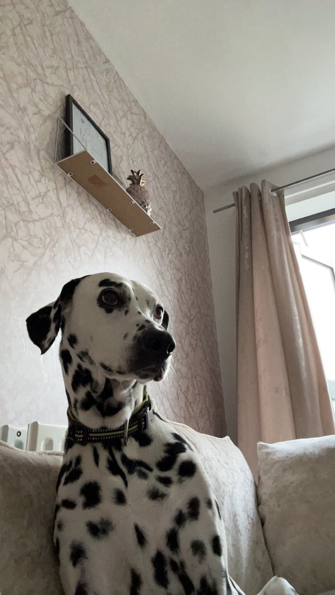 Harley_Viper's tweet photo. Diva doggo #Twitchdogs https://t.co/G49LDYCCBm