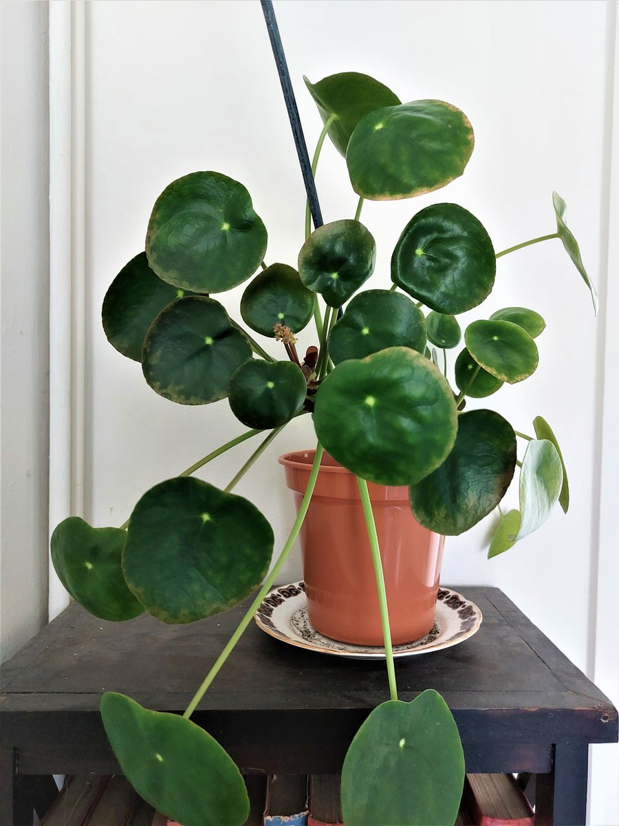 MaryStanwyck's tweet photo. This pilea’s leaf edges show it’s time for a little bit of fertiliser, but it hasn’t stopped her from joining her siblings in sprouting some flowers. #pilea #peperomioides #pileapeperomioides #chinesemoneyplant #PlantTwitter #Houseplants https://t.co/VkMeDyEhyn