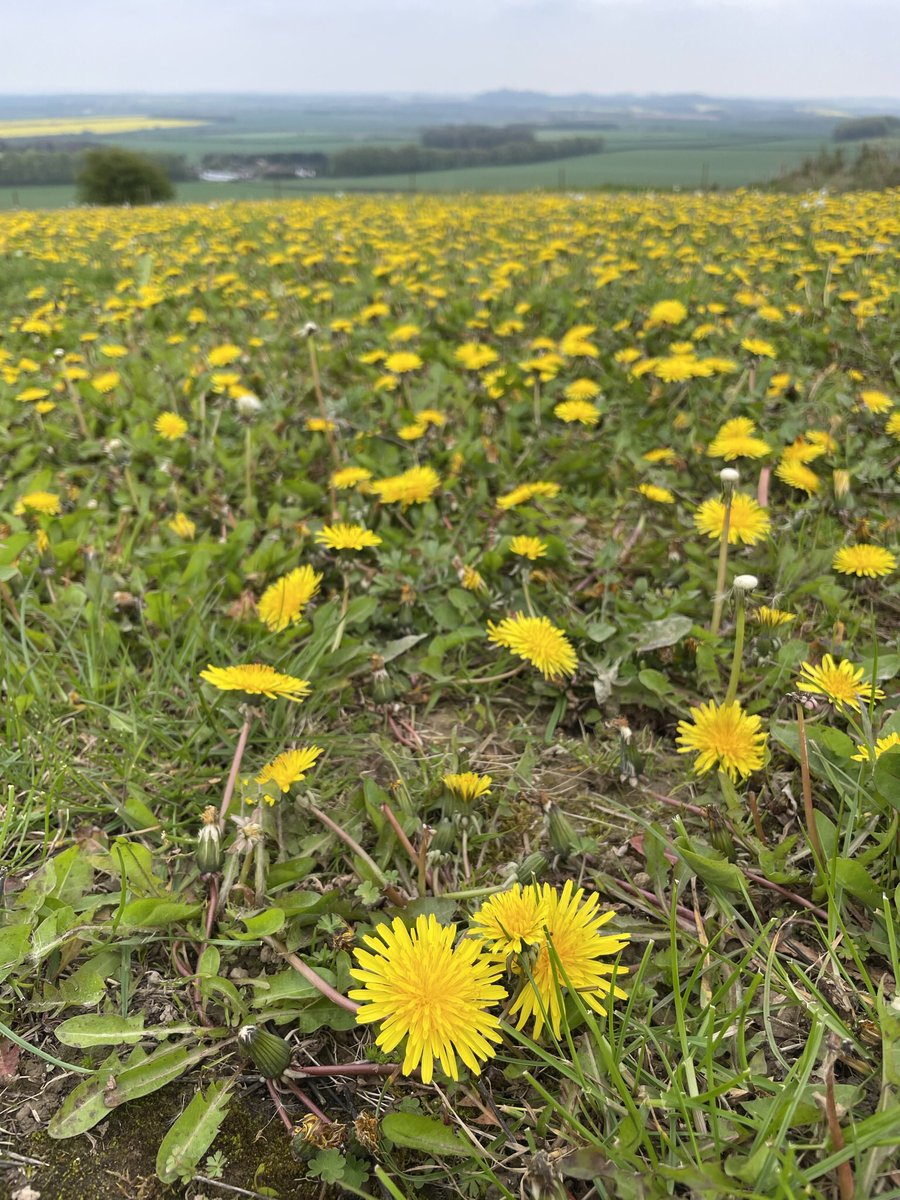 Susan Simmonds tweet media