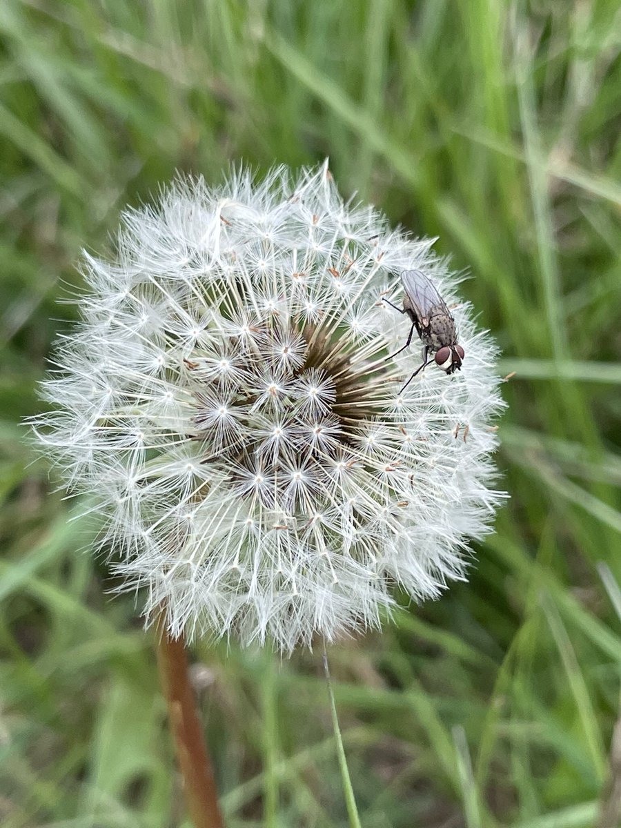 Susan Simmonds tweet media