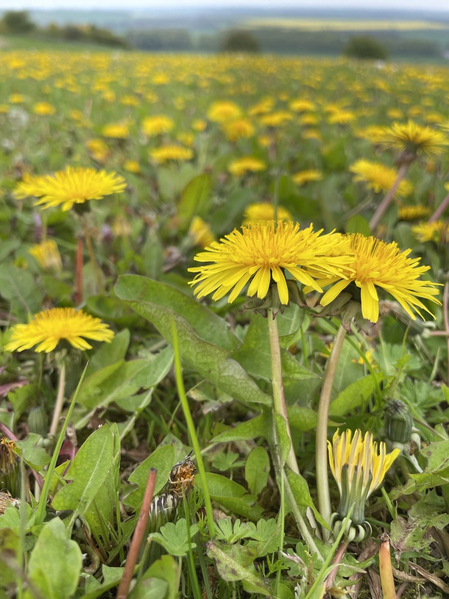 Susan Simmonds tweet media