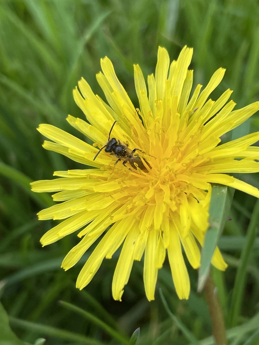 Susan Simmonds tweet media