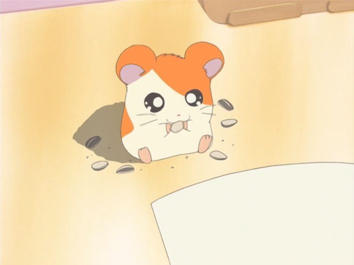 SoftnessDaily's tweet photo. hamtaro appreciation post 🎀 https://t.co/jkZRXwrsTK