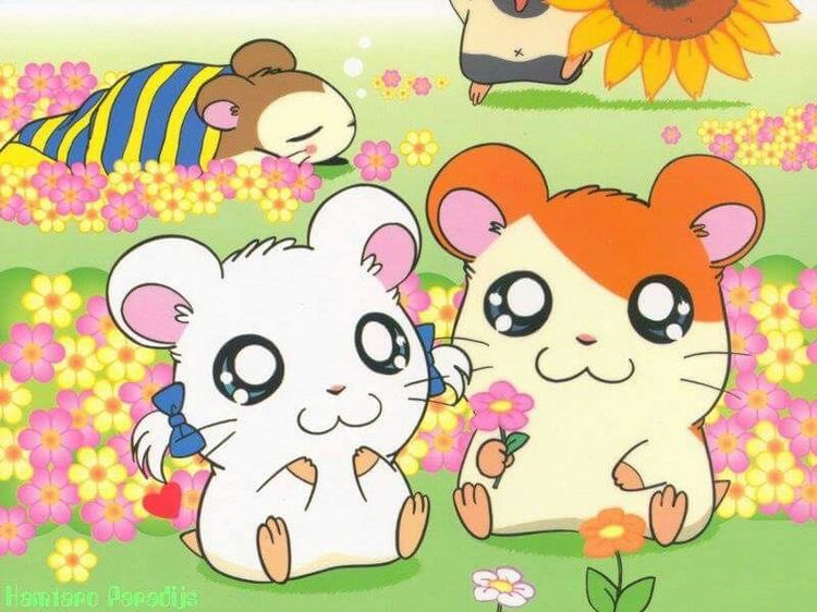 SoftnessDaily's tweet photo. hamtaro appreciation post 🎀 https://t.co/jkZRXwrsTK