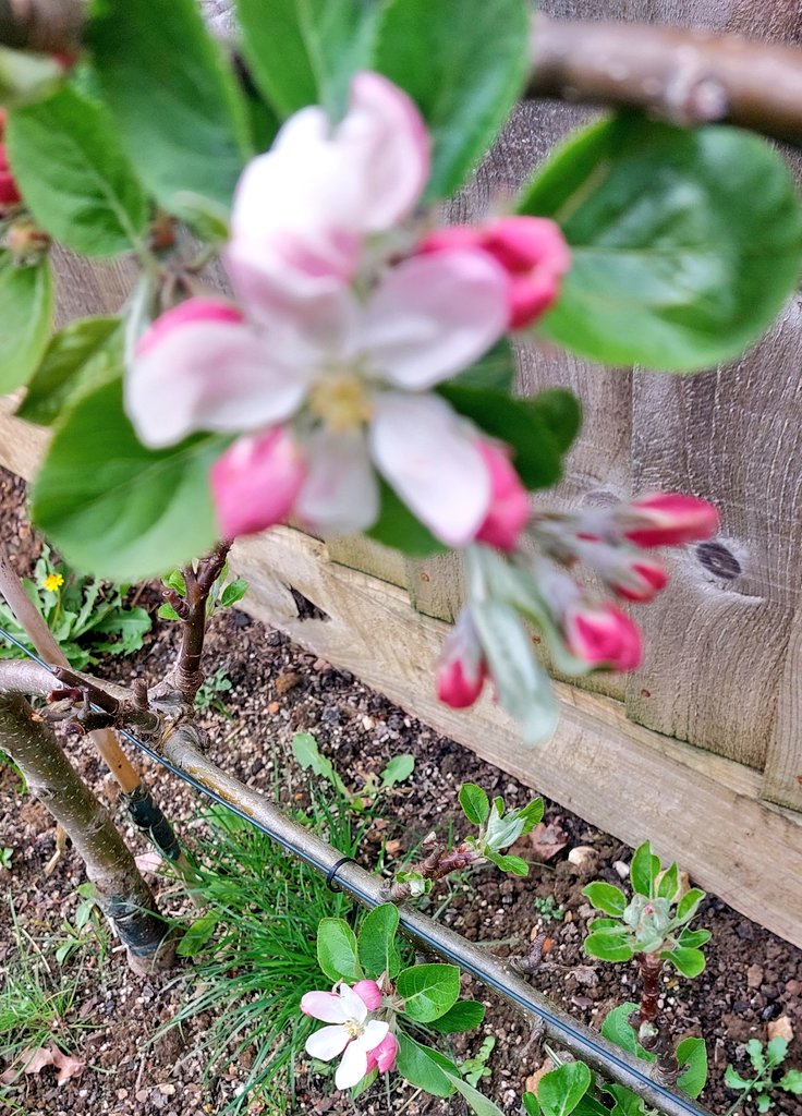 Olivia🌴🐝 😸🌈 (Freedom) tweet media