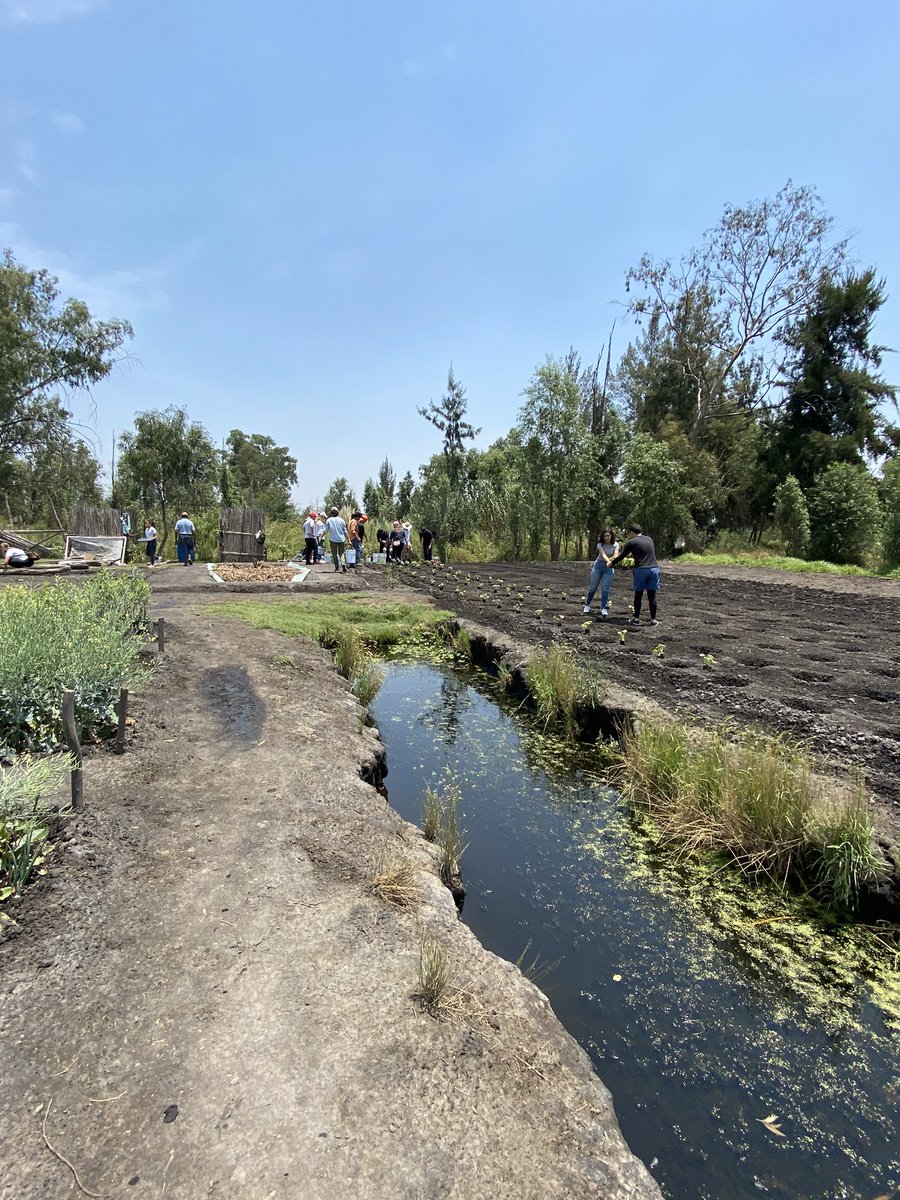 luismaleon's tweet photo. #Sembremos 🍃
Con Cambio Colectivo y el Tlacuache Chinampero nos presentaron su sagrado terreno. En donde Ajolotes, calabazas, cebolla, abejas y sociedad conviven en armonía.
“En mi jardín hace años que no siembro odio”
Palabras de Pepe https://t.co/MSS73TNPdM