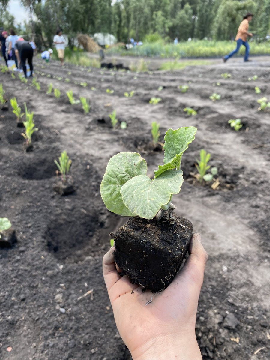 luismaleon's tweet photo. #Sembremos 🍃
Con Cambio Colectivo y el Tlacuache Chinampero nos presentaron su sagrado terreno. En donde Ajolotes, calabazas, cebolla, abejas y sociedad conviven en armonía.
“En mi jardín hace años que no siembro odio”
Palabras de Pepe https://t.co/MSS73TNPdM