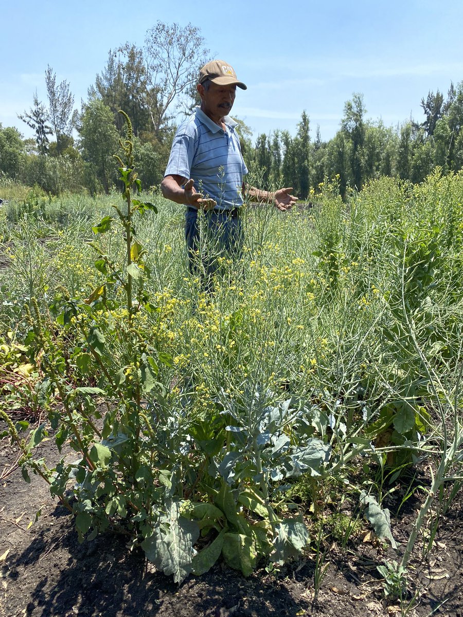 luismaleon's tweet photo. #Sembremos 🍃
Con Cambio Colectivo y el Tlacuache Chinampero nos presentaron su sagrado terreno. En donde Ajolotes, calabazas, cebolla, abejas y sociedad conviven en armonía.
“En mi jardín hace años que no siembro odio”
Palabras de Pepe https://t.co/MSS73TNPdM