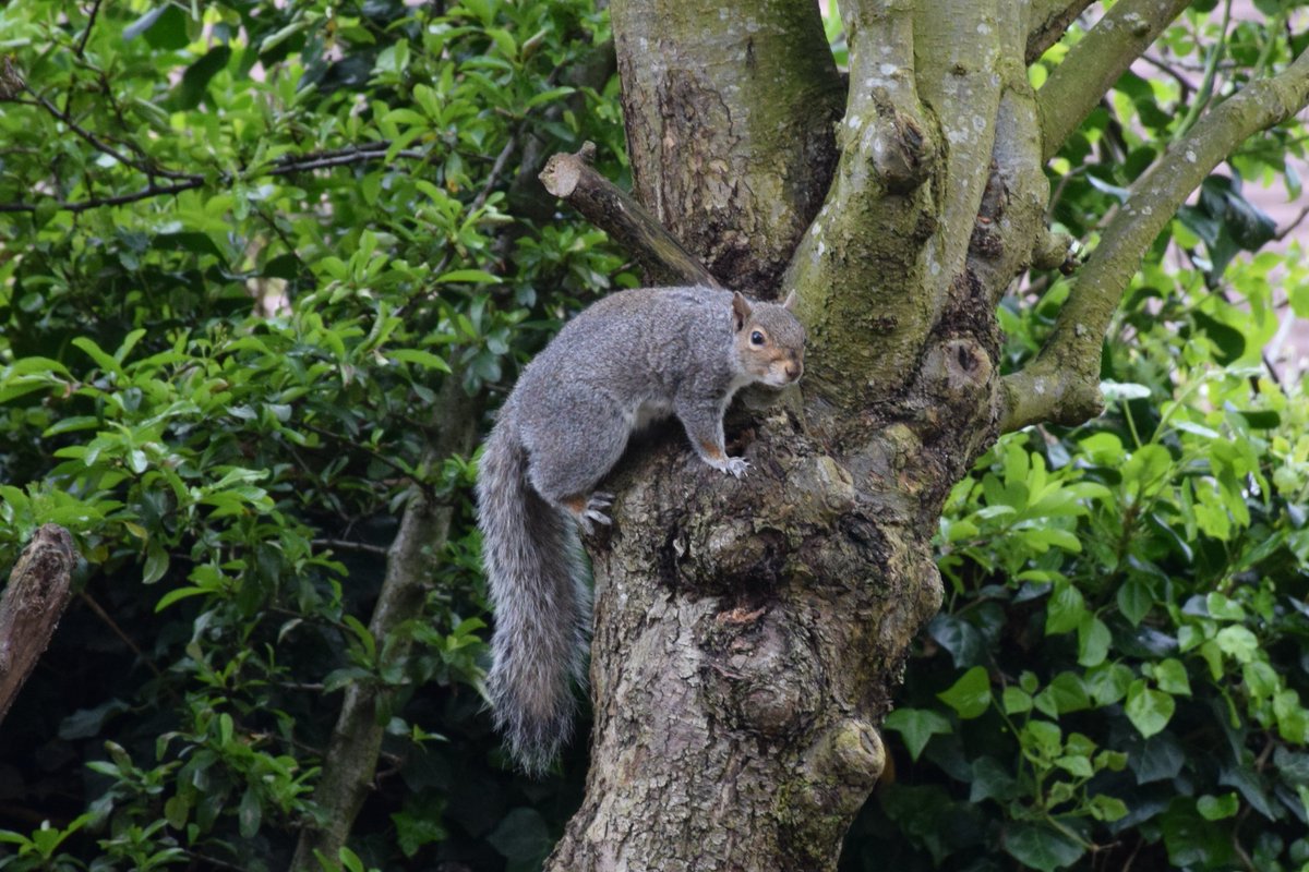 Surprised  Squirrel.  

#Squirrels #Beautiful #Nature #ColoursOfNature #NewPhotos #SquirrelSunday