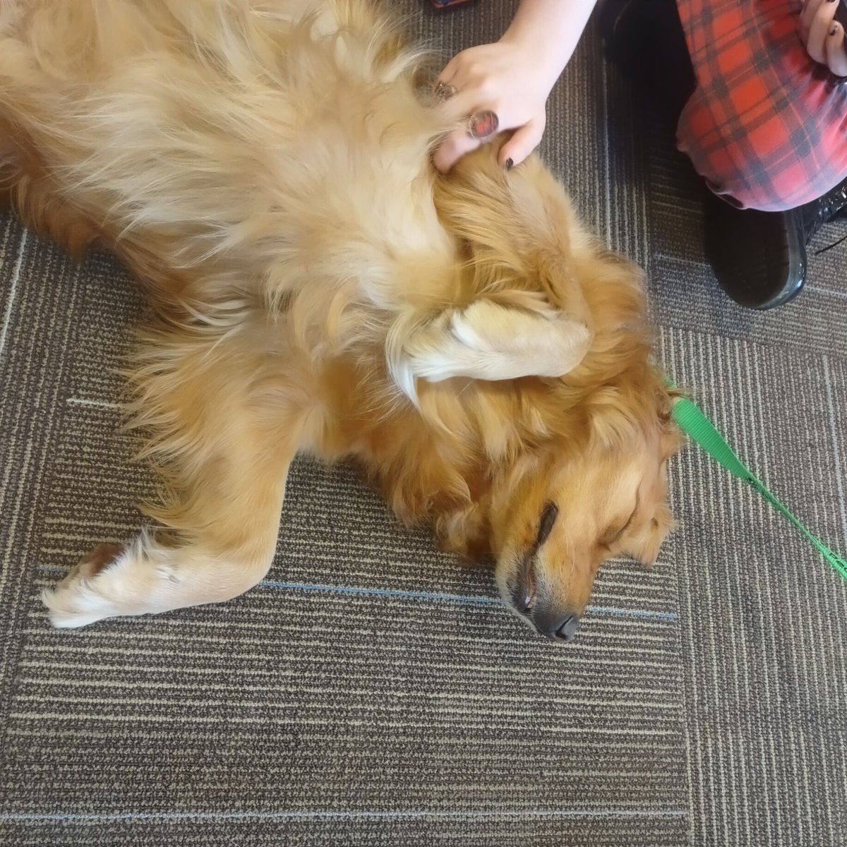 RobesonLibrary's tweet photo. 🚨🐶Therapy dog alert: Please stop by the main floor of Robeson Library on Monday, May 1 from 11am-12:30pm to give Marlie all of the belly rubs and back scratches she so desperately needs &amp; deserves!

#PAWSforPeople #RutgersLibraries #RutgersCamden https://t.co/G9NqPKjUqM