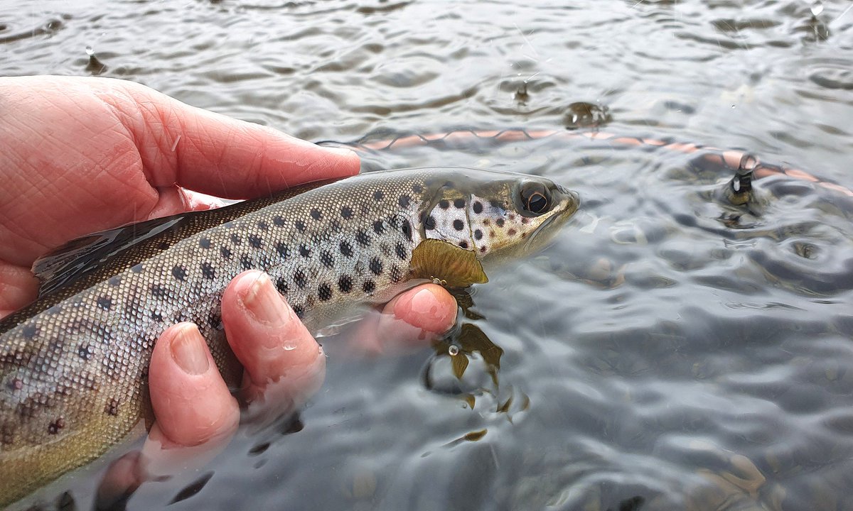 GayleMarsh14's tweet photo. And so it begins. It felt so good to get a few fish to the net today. ❤️
#flyfishing 
#flytying
#sharingflieswithastranger https://t.co/iTx4eGeVqu