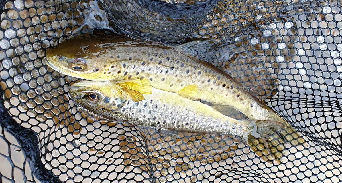 GayleMarsh14's tweet photo. And so it begins. It felt so good to get a few fish to the net today. ❤️
#flyfishing 
#flytying
#sharingflieswithastranger https://t.co/iTx4eGeVqu