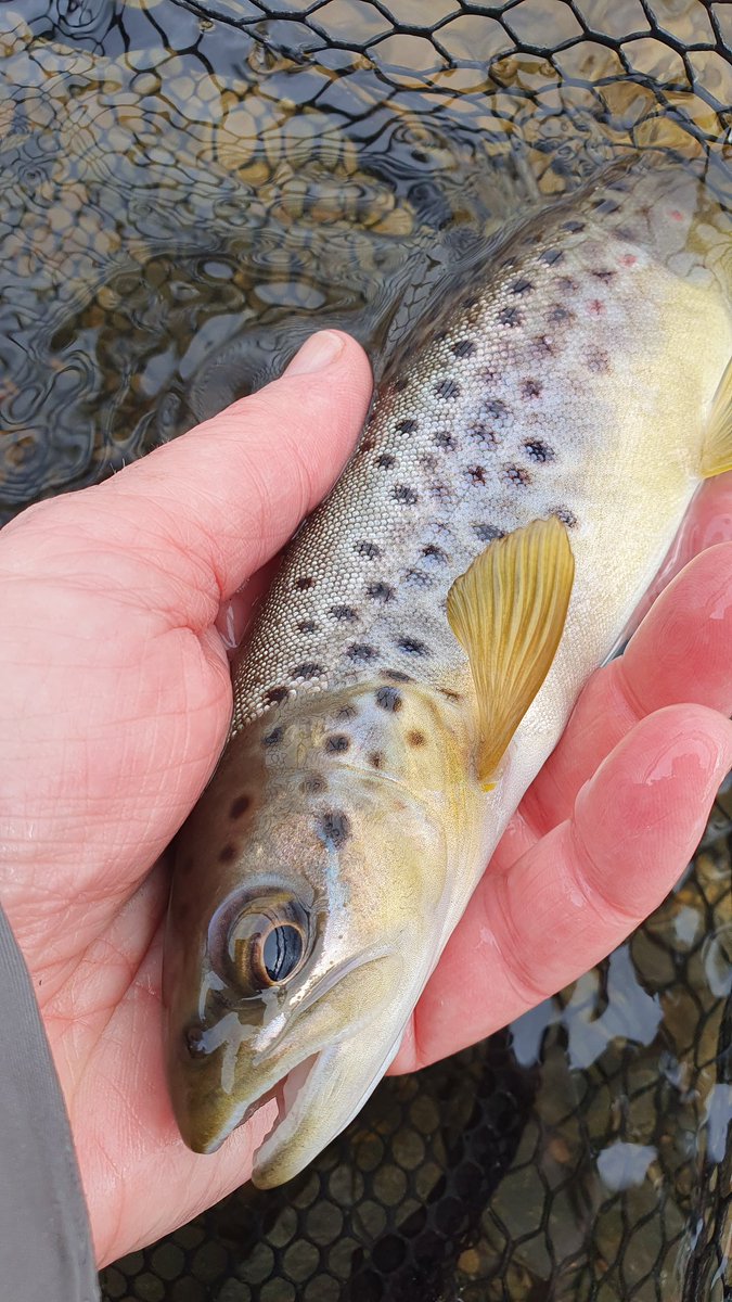 GayleMarsh14's tweet photo. And so it begins. It felt so good to get a few fish to the net today. ❤️
#flyfishing 
#flytying
#sharingflieswithastranger https://t.co/iTx4eGeVqu