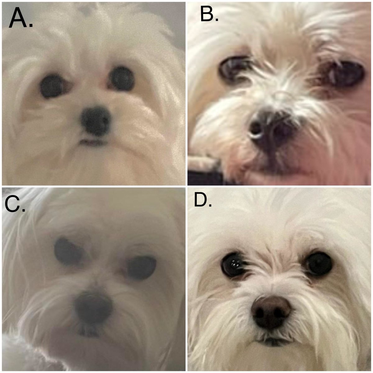 Here’s a little game: one of these Maltese is mine and the other three are fro...  #dogsoftwitter #Maltese UKDogOwner.co.uk/dog-breeds/Mal…