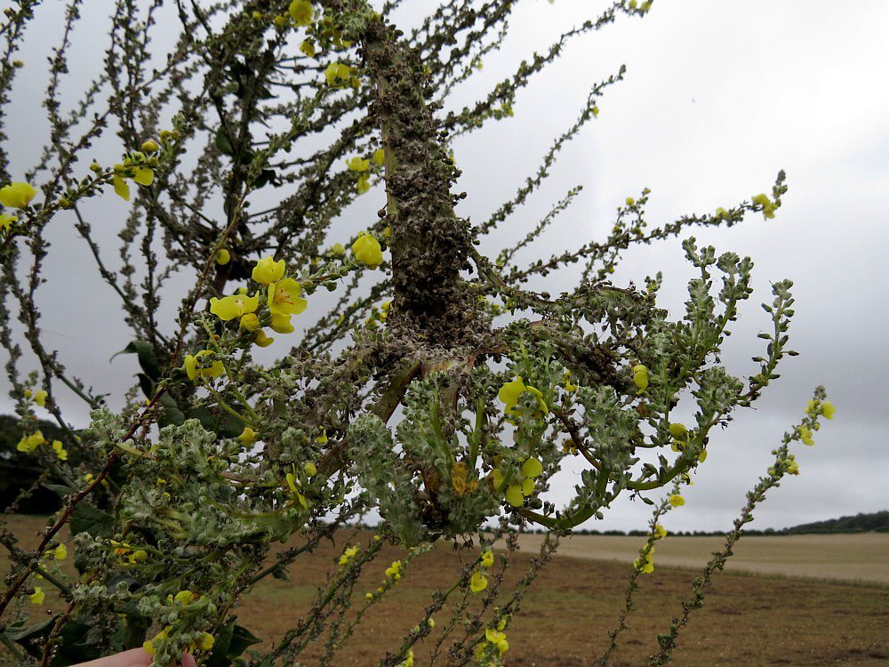 Wildwingsand's tweet photo. @thenewgalaxy This reminds me of a few years ago when I saw this 9ft (ish) Hoary Mullein, or should I say Triffid!! https://t.co/IpH0RruE3Y